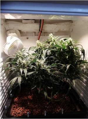 Auto Ak от Семяныча на гидропонике 95 г шишек  Форум - Google Chrome.jpg