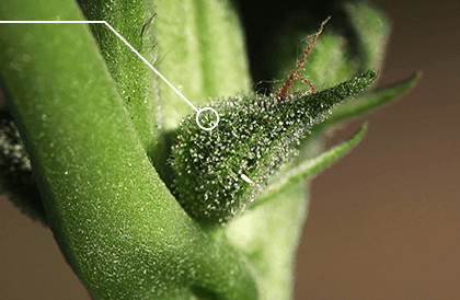 Чашечки соцветий конопли