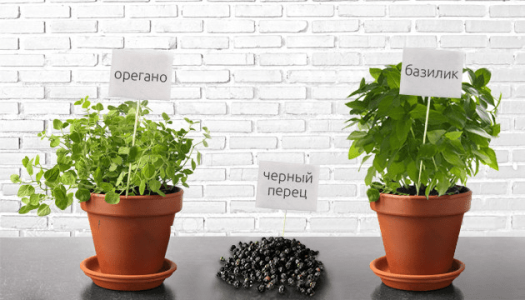 Терпены конопли