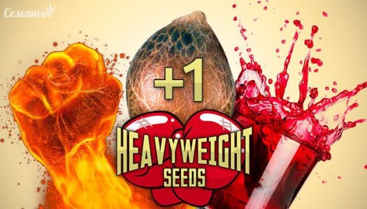 Heavyweight-Seeds.jpg