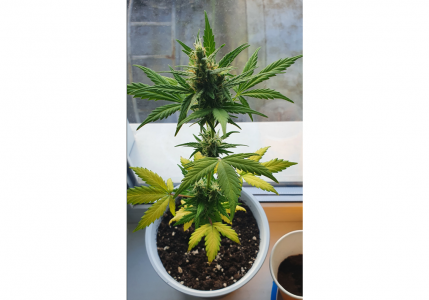 Без имени.png