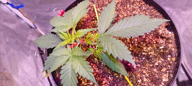 Изображение WhatsApp 2025-01-14 в 19.24.27_fce44fda.jpg