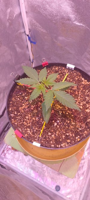 Изображение WhatsApp 2025-01-14 в 19.24.28_2e57df95.jpg