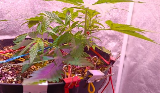 Изображение WhatsApp 2025-01-14 в 19.24.28_fef878e1.jpg