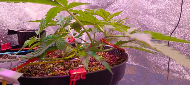 Изображение WhatsApp 2025-01-14 в 19.37.15_4880ca3e.jpg