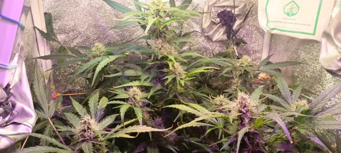 Изображение WhatsApp 2025-02-03 в 14.50.43_f58b2db5.jpg