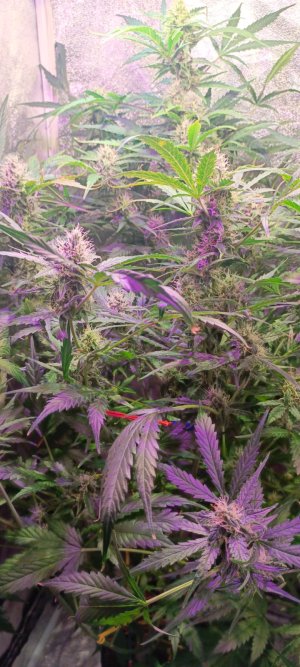 Изображение WhatsApp 2025-02-03 в 14.50.44_274d2b14.jpg