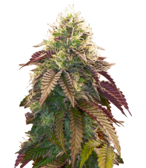 1739553168749.png 1739553168749.png