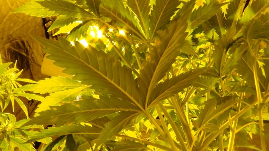 снизу лист.JPG