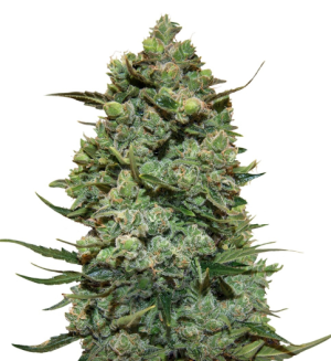 1742151514407.png 1742151514407.png