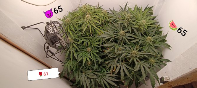 IMG_20250322_133719 (1).jpg