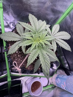 IMG_6221.jpeg IMG_6221.jpeg