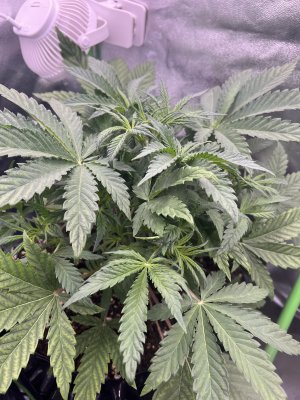 IMG_6303.jpeg IMG_6303.jpeg