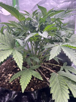 IMG_6302.jpeg IMG_6302.jpeg