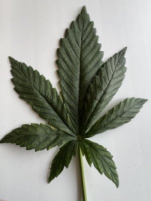 IMG_6318.jpeg IMG_6318.jpeg