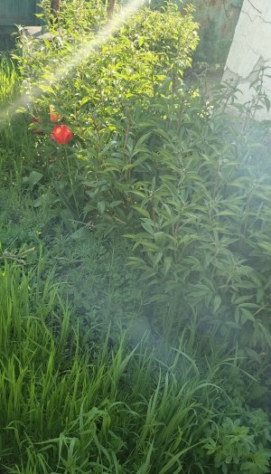 IMG_20250426_155804_233 (1).jpg