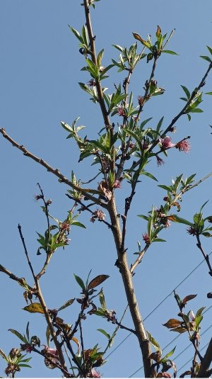 IMG_20250426_155818_285 (1).jpg