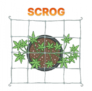 SCROG.png