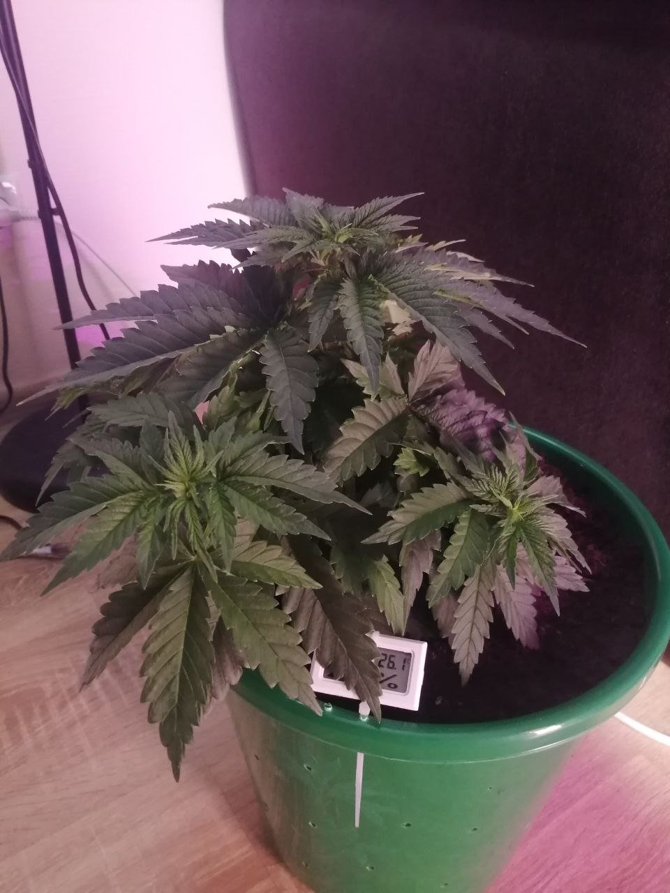 общий вид.jpg