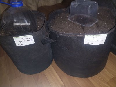 IMG_20220418_220805_591.jpg IMG_20220418_220805_591.jpg