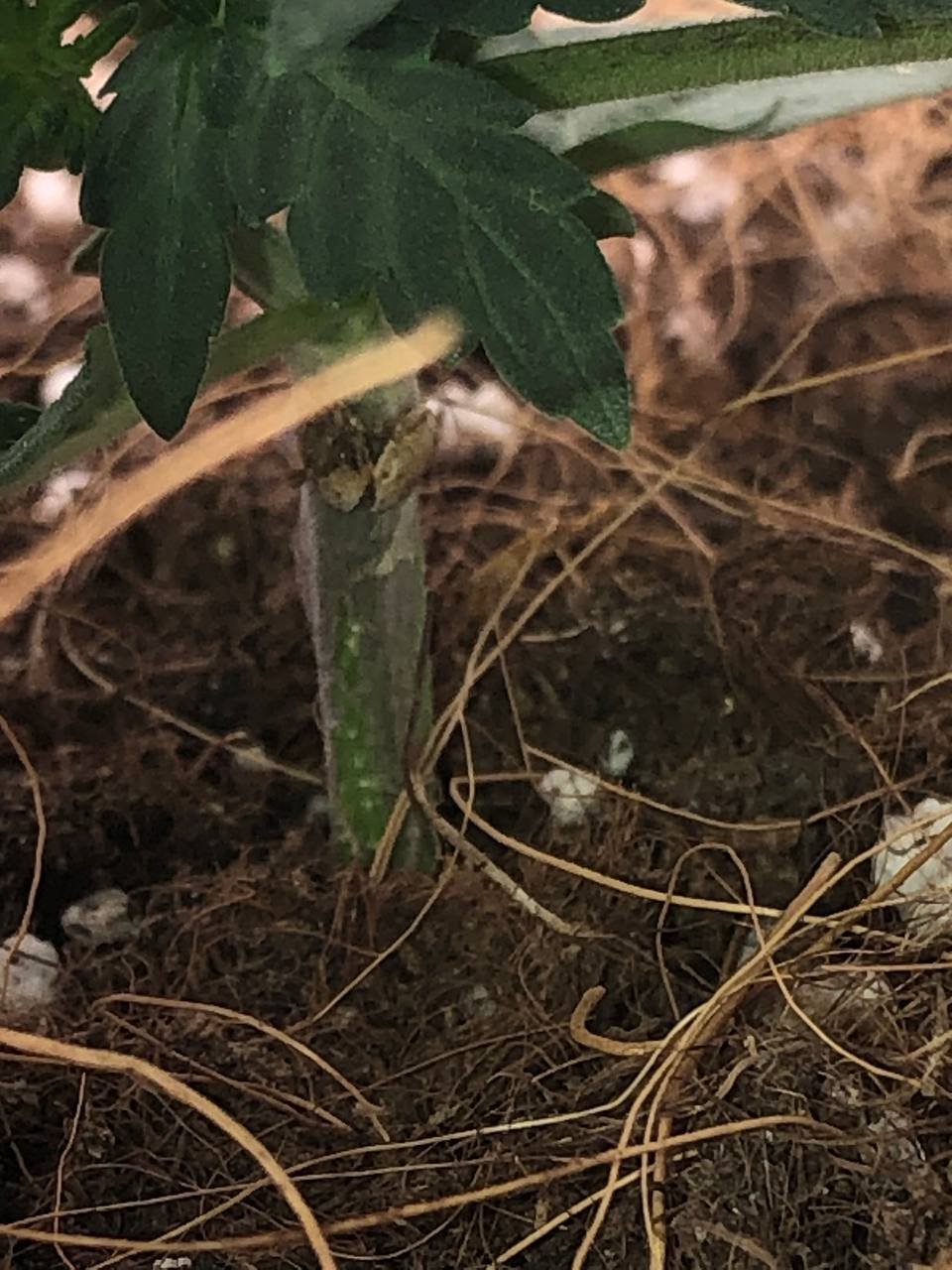 стебель 3.jpg