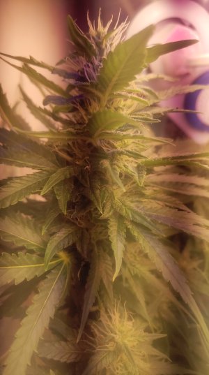 2025-05-15 094431.jpg