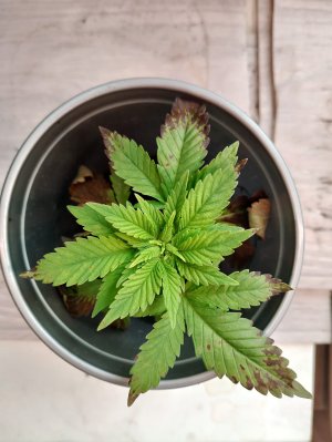 WhatsApp Image 2025-05-17 at 10.51.21 (2).jpeg