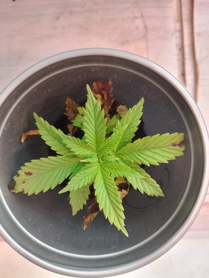 WhatsApp Image 2025-05-17 at 10.51.21.jpeg