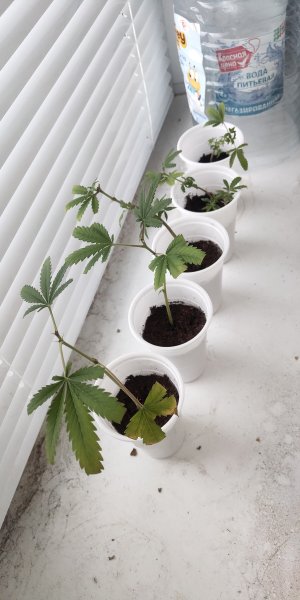 P50603-200904 (1).jpg