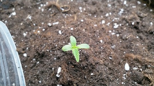 IMG_20220423_210119_642.jpg IMG_20220423_210119_642.jpg