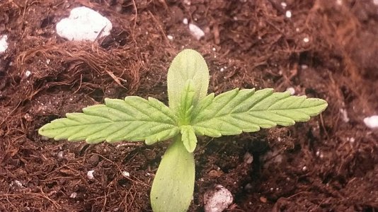 IMG_20220425_163513_079.jpg IMG_20220425_163513_079.jpg