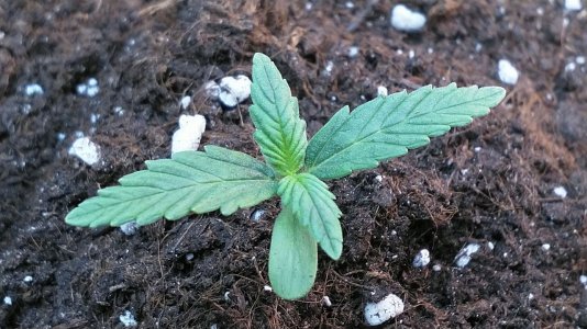 IMG_20220427_120815_887.jpg IMG_20220427_120815_887.jpg