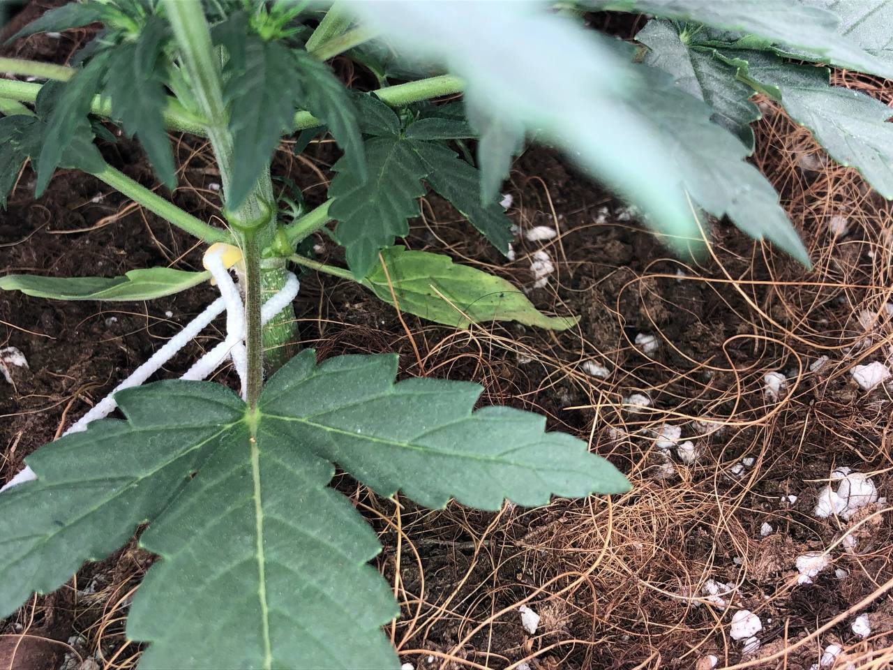 желтеют (1).jpg