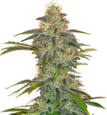 1756041640697.png 1756041640697.png