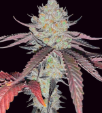 1756041654862.png 1756041654862.png