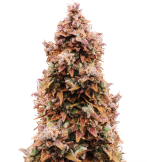 1756041671757.png 1756041671757.png