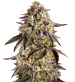 1757413866491.png 1757413866491.png