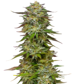 1757413886752.png 1757413886752.png