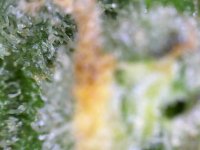 Photo_2025-09-10 18_30_10_986.JPG