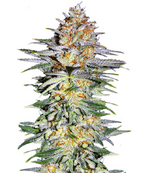 1759842442985.png 1759842442985.png