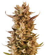 1759842476230.png 1759842476230.png