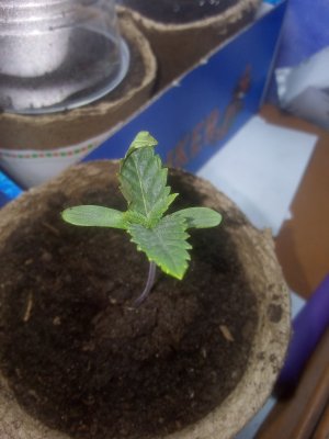 IMG_20220512_171611.jpg IMG_20220512_171611.jpg