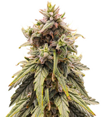 1763500189852.png 1763500189852.png