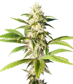 1763500283342.png 1763500283342.png