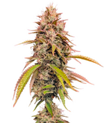 1763500322711.png 1763500322711.png