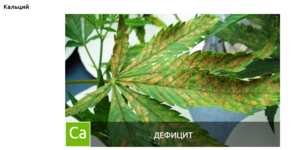 Снимок экрана 2025-12-02 095401.png