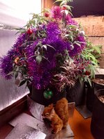 Стырила шишку.jpg