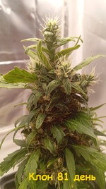 81 дн.jpg