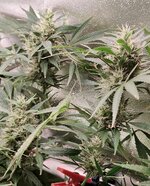 Day 88 (29.01) (2).jpg