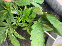 Без названия.png